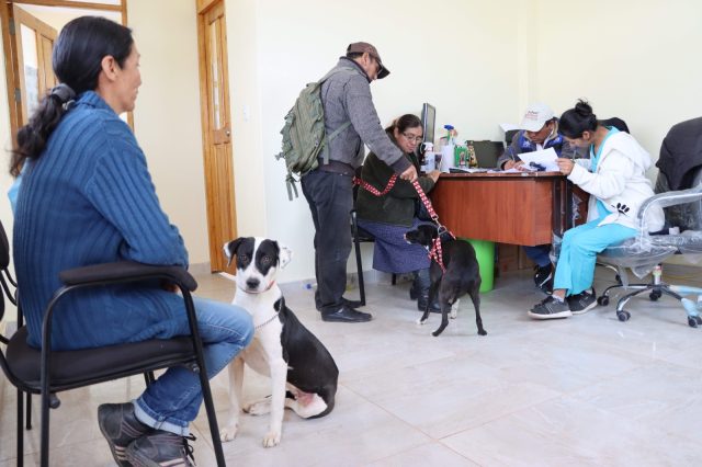ORDENANZA 355 RESPALDA CAMPAÑA DE ESTERILIZACIÓN DE PERROS Y GATOS EN CHILCA