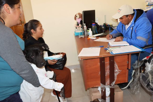 MÁS DE 2,800 PERROS Y GATOS FUERON ESTERILIZADOS EN CHILCA