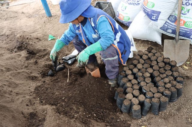 CHILCA VERDE FORTALECE EL COMPROMISO AMBIENTAL Y EL EMBELLECIMIENTO URBANO