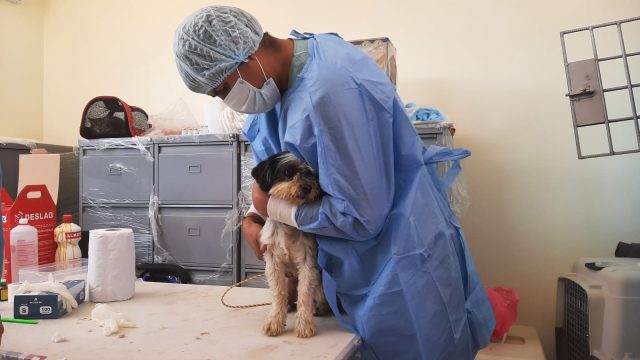 ÚLTIMA CAMPAÑA DE ESTERILIZACIÓN Y CASTRACIÓN DEL AÑO PARA PERROS Y GATOS