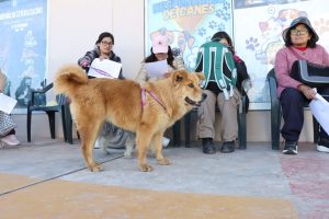 RECONOCIDO MÉDICO VETERINARIO LIDERARÁ CAMPAÑA DE ESTERILIZACIÓN Y CASTRACIÓN EN CHILCA