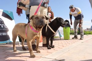 CHILCA ANUNCIA NUEVA CAMPAÑA DE ESTERILIZACIÓN Y CASTRACIÓN PARA PERROS Y GATOS