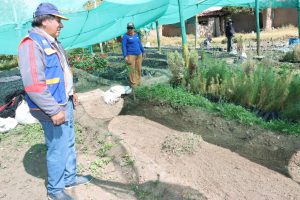 MUNICIPALIDAD DE CHILCA INICIARÁ TRABAJOS DE REFORESTACIÓN DESDE EL 23 DE SETIEMBRE
